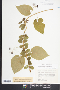 Matelea carolinensis image