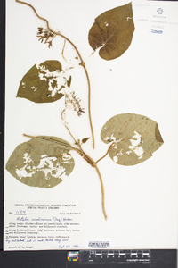 Matelea carolinensis image