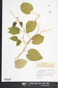 Matelea carolinensis image