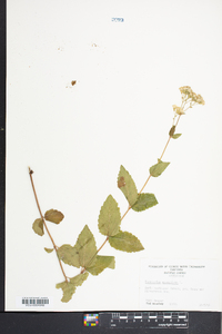 Ageratina aromatica image