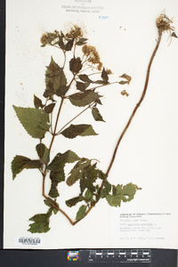 Ageratina aromatica image