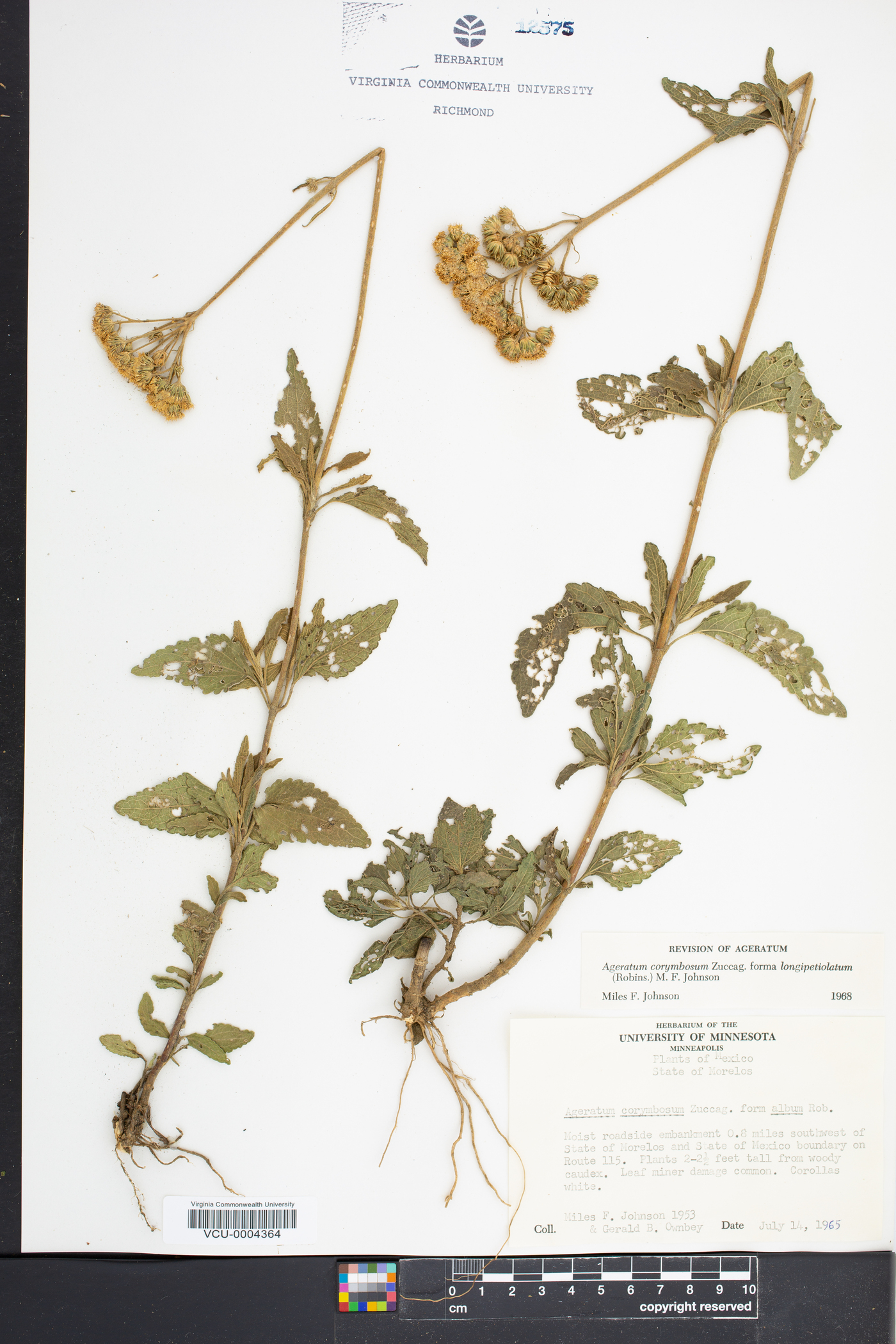 Ageratum corymbosum var. longipetiolatum image