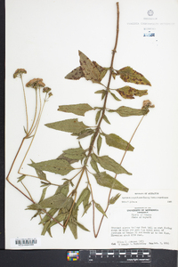 Ageratum corymbosum image