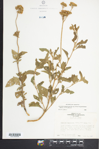 Ageratum corymbosum var. longipetiolatum image