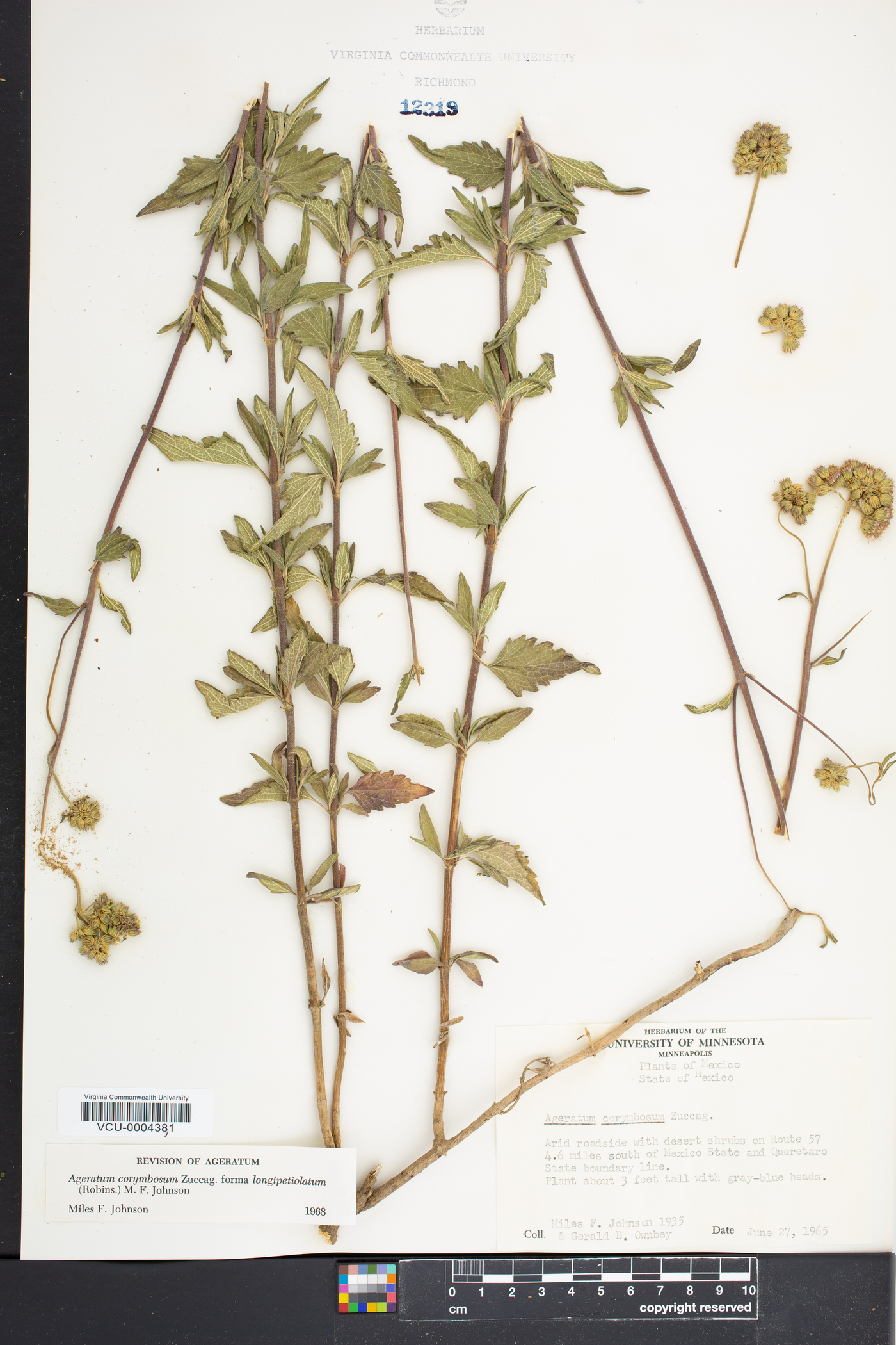 Ageratum corymbosum var. longipetiolatum image