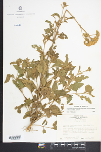 Ageratum corymbosum var. longipetiolatum image