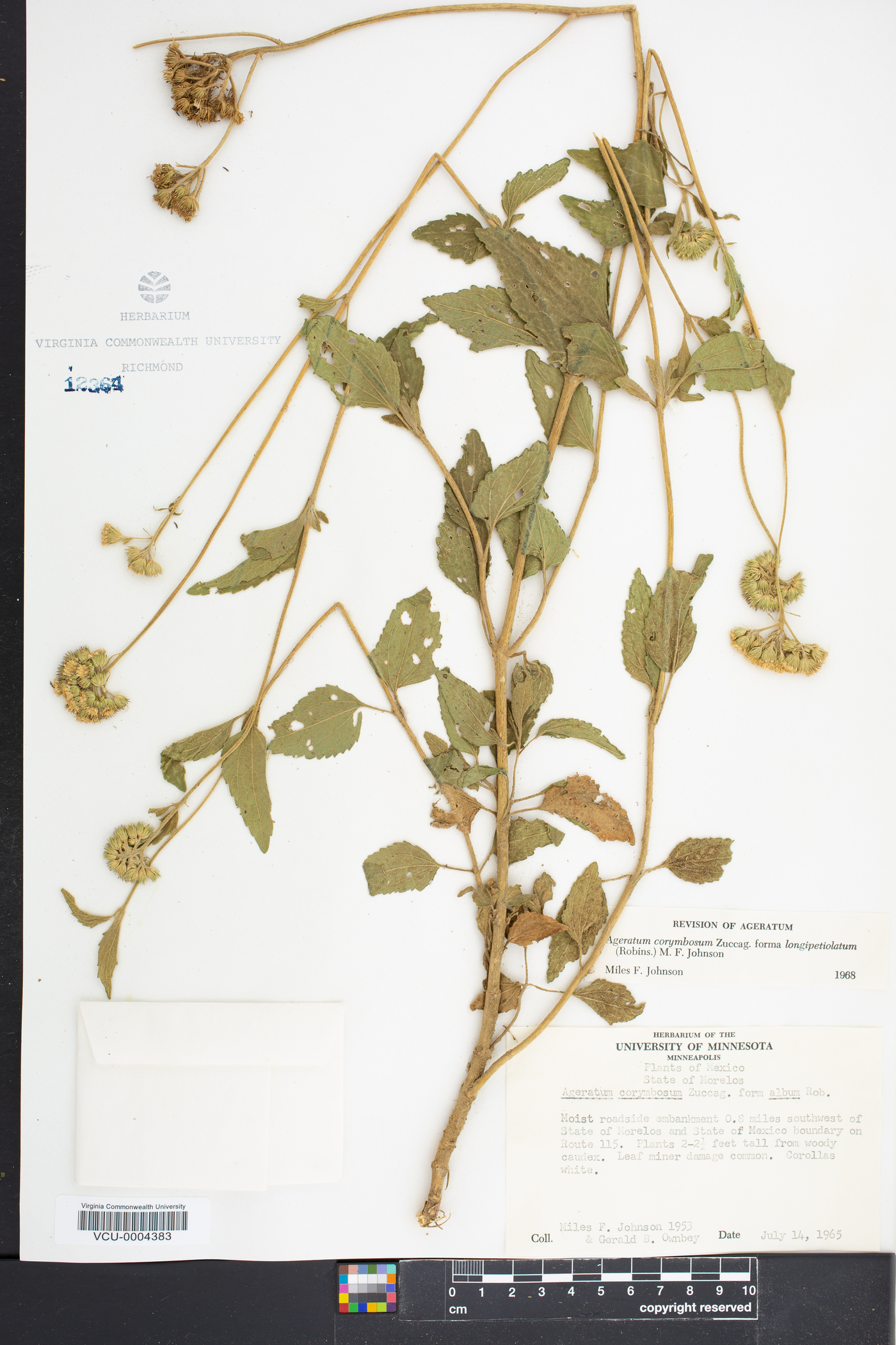 Ageratum corymbosum var. longipetiolatum image