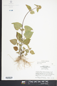 Ageratum houstonianum image