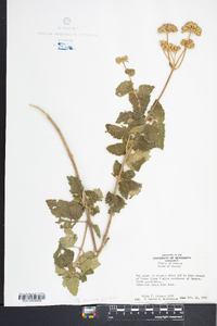 Ageratum rugosum image