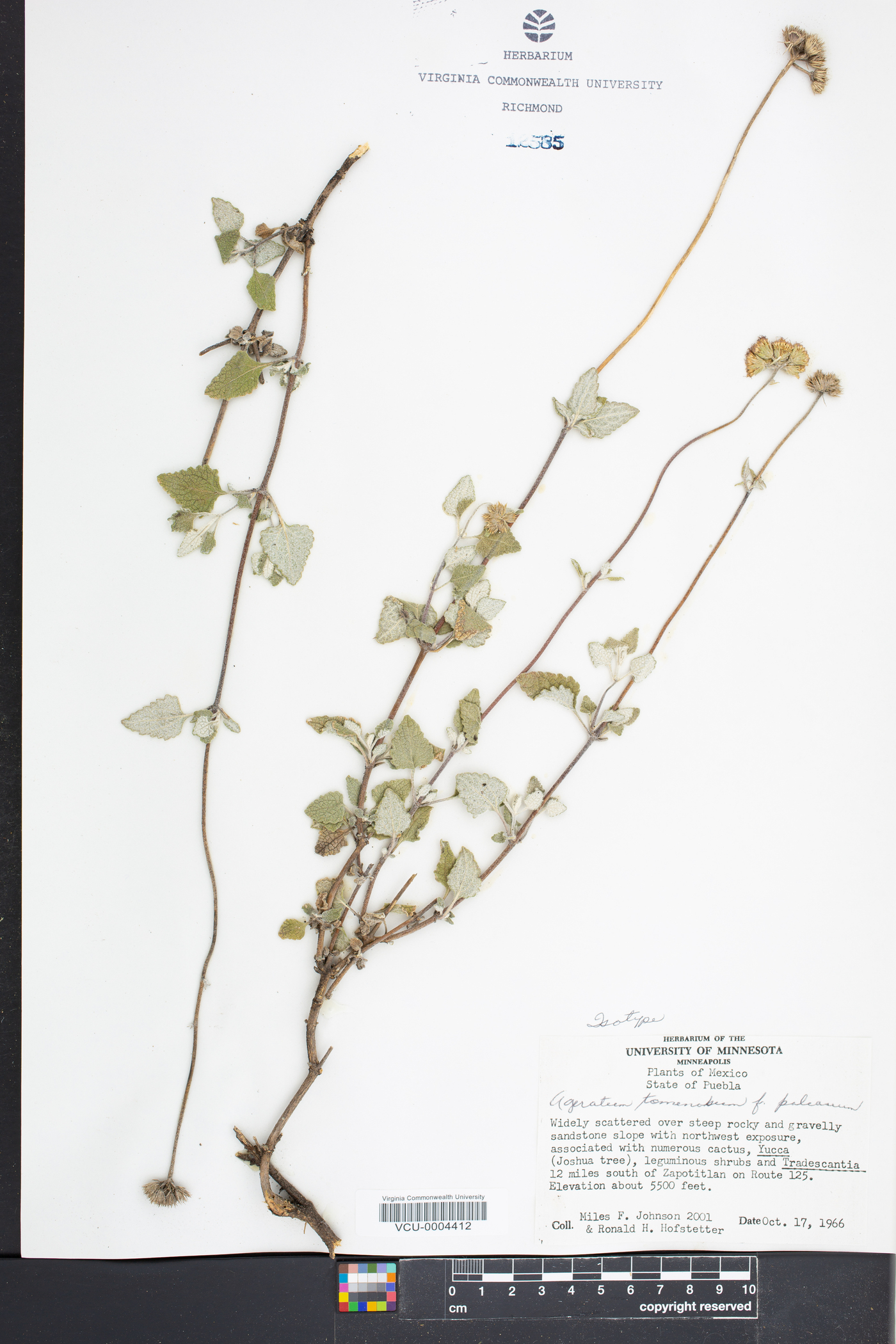 Ageratum tomentosum image