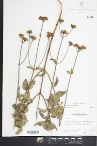 Ageratum rugosum image