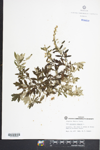 Artemisia vulgaris image