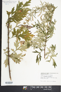 Artemisia vulgaris image