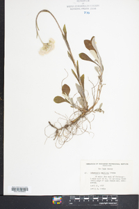 Antennaria neglecta image