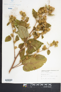 Arctium minus image