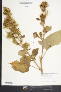 Arctium minus image