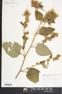 Arctium minus image