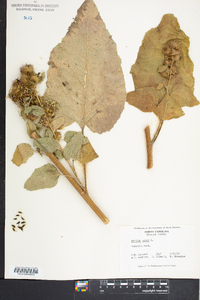 Arctium minus image