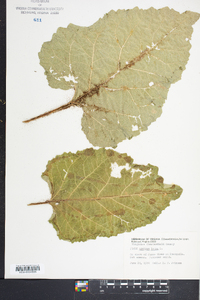 Arctium minus image