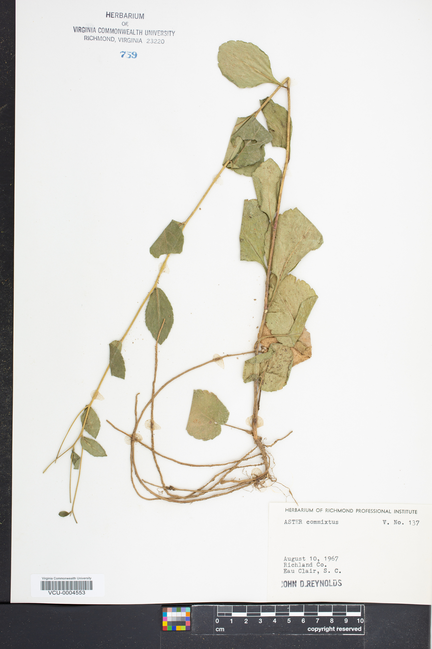 Eurybia spectabilis image