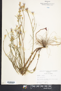 Symphyotrichum adnatum image