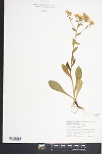 Sericocarpus asteroides image