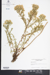 Symphyotrichum ericoides image