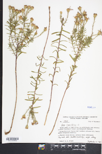 Ionactis linariifolia image