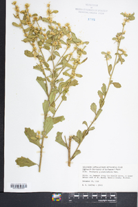 Baccharis glomeruliflora image