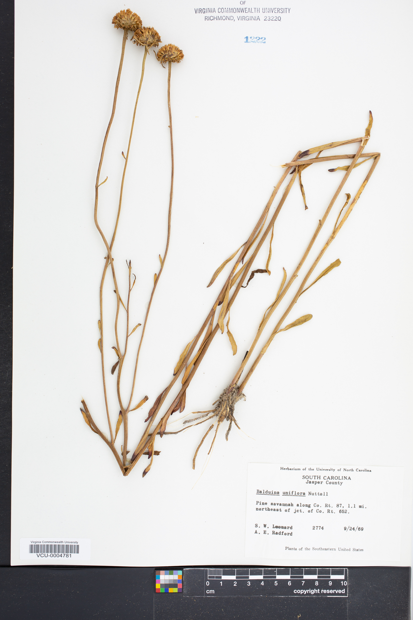 Balduina uniflora image