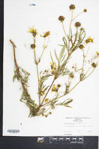 Bidens aristosa image