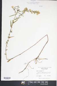 Symphyotrichum racemosum image