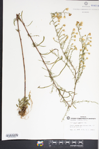 Symphyotrichum racemosum image