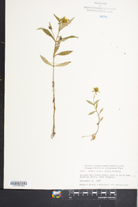 Bidens tripartita image