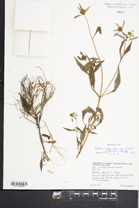 Bidens connata image