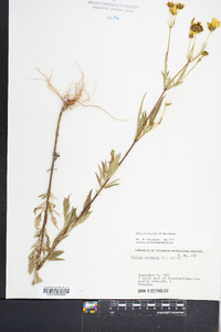 Bidens trichosperma image