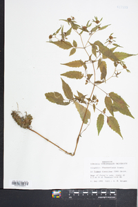 Bidens discoidea image