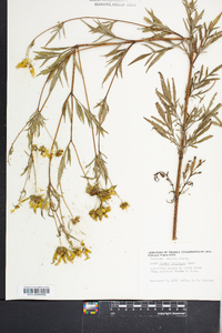 Bidens polylepis image