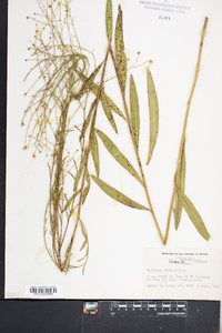 Boltonia diffusa image