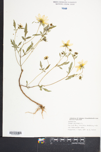 Bidens polylepis image