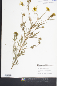 Bidens polylepis image