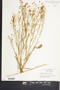 Boltonia asteroides image