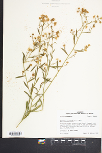 Boltonia asteroides image