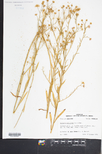 Boltonia asteroides image