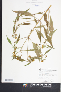 Bidens tripartita image