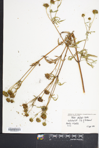 Bidens polylepis image