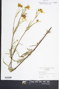 Bidens polylepis image