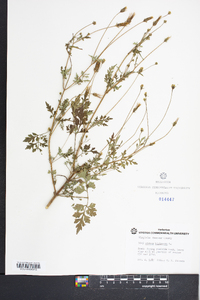 Bidens bipinnata image