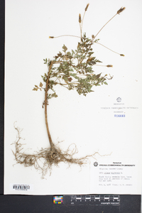 Bidens bipinnata image