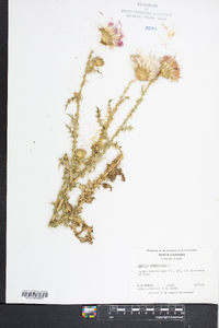 Carduus acanthoides image